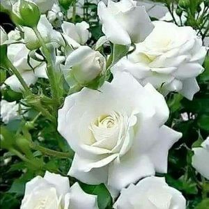 Meet your Posher, Rosalva